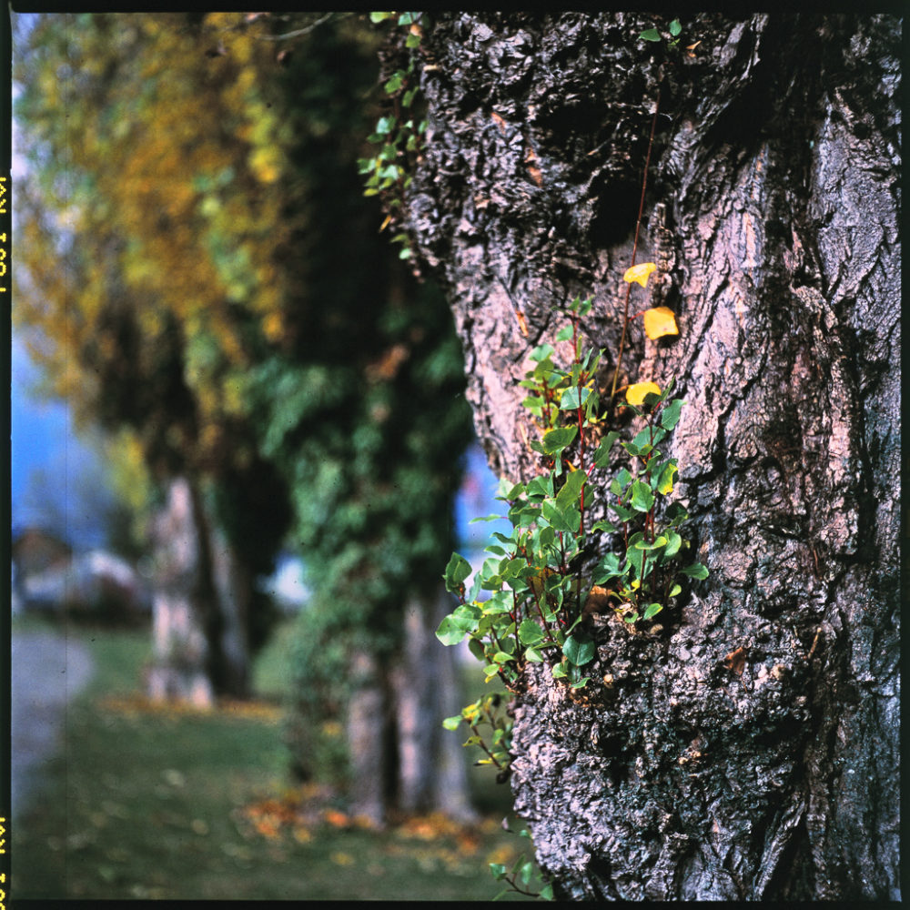 herbstsee_yashica_mat-0010